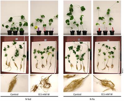 Rhizobium symbiosis improves amino acid and secondary metabolite biosynthesis of tungsten-stressed soybean (Glycine max)